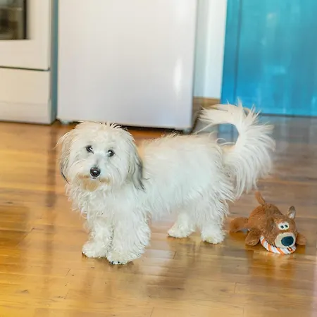 Apartma Hisa Pliska Apartman *