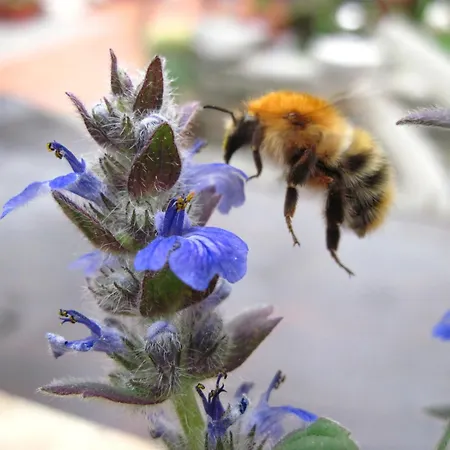 Apartma Hisa Pliska Apartman Pliskovica