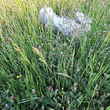 Apartma Hisa Pliska * Pliskovica