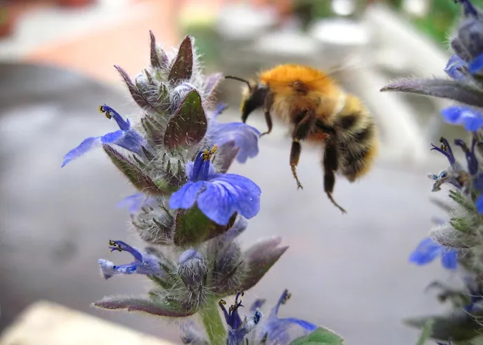 Apartma Hisa Pliska Daire Pliskovica