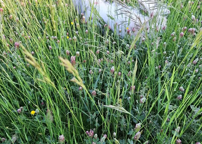 Apartma Hisa Pliska * Pliskovica